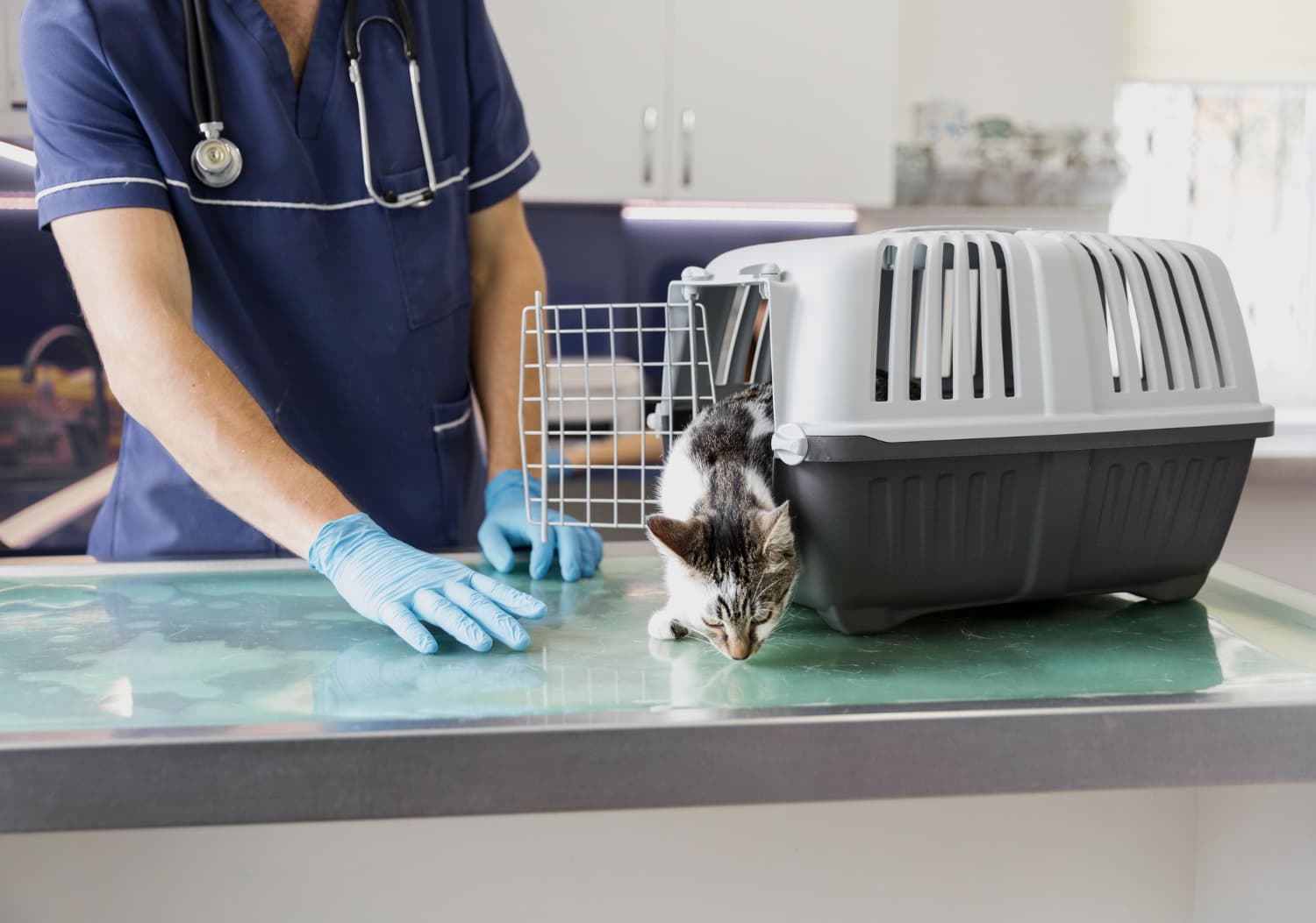 Cover Image for How shelters and rescues can keep animal care records organized across teams